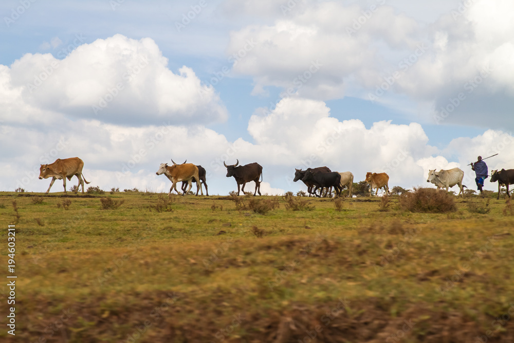 Maasai man hearding livestock in Ngorongoro Maasai man hearding livestock in Ngorongoro