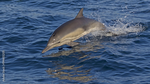 Dolphin jumping at the Pacific Ocean shore
