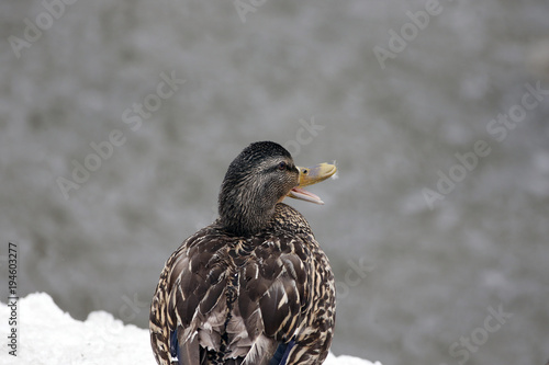 canard colvert photo