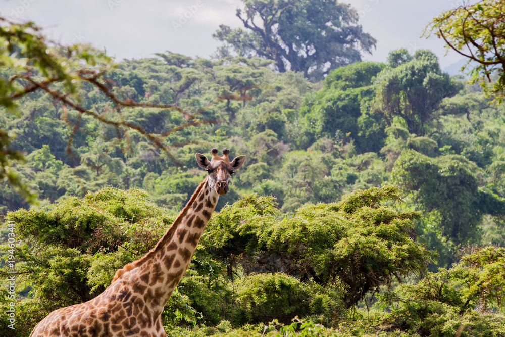 Obraz premium Giraffe (Giraffa) Ngorongoro Conservation Area (NCA) World Heritage Site in the Crater Highlands area of Tanzania