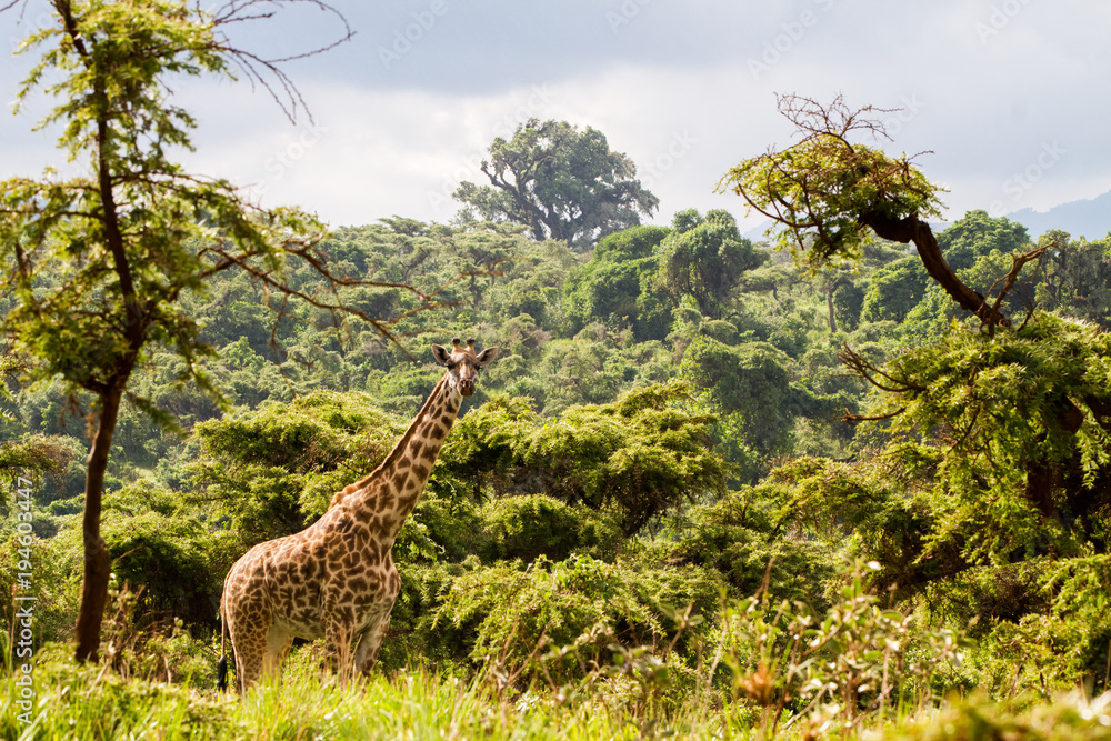 Fototapeta premium Giraffe (Giraffa) Ngorongoro Conservation Area (NCA) World Heritage Site in the Crater Highlands area of Tanzania