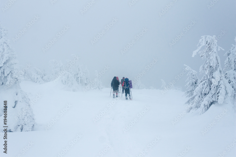 Mountaineers with backpacks walking in Gorgany mountains during blizzard