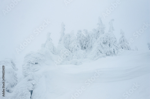 Carpathian Gorgany mountains snowy forest landscape