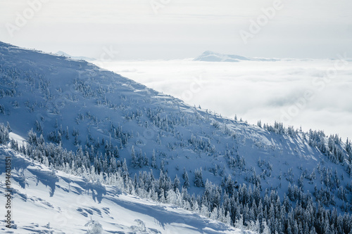 Landscape of winter forest in Gorgany mountains