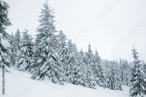 Snow covering coniferous trees in Gorgany mountains © LIGHTFIELD STUDIOS