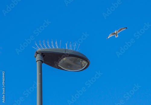 Straßenlampe mit Vogelabwehr Taubenspikes - Street lamp with bird repellent pigeon spike