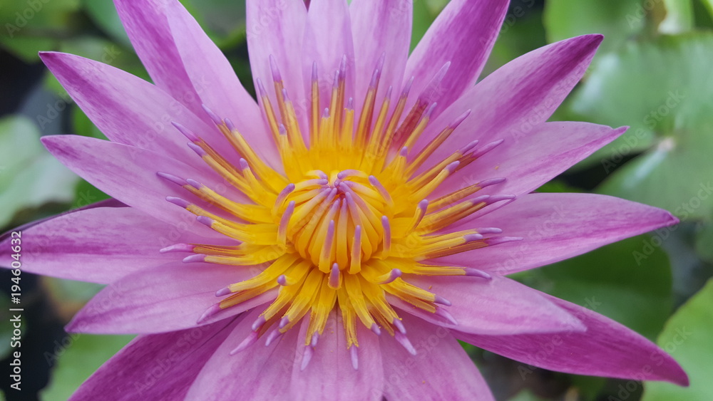 Close up shot natural beautiful purple lotus Close up shot natural beautiful purple lotus