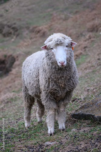 Fototapeta Naklejka Na Ścianę i Meble -  Sheep on the farm