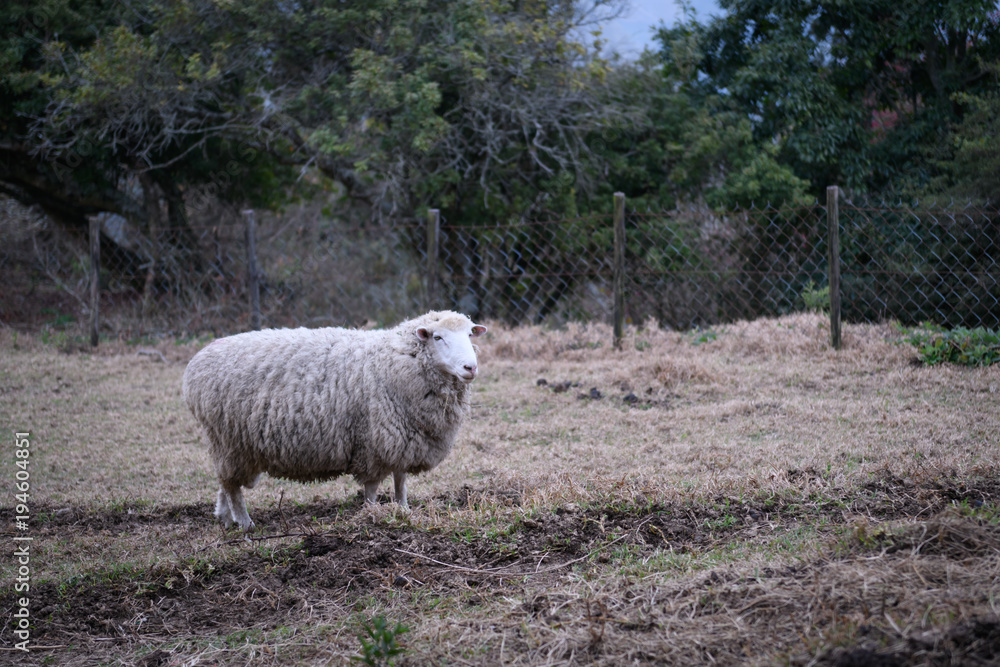 Fototapeta premium Sheep on the farm