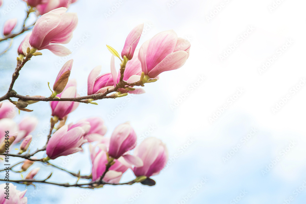 Obraz premium Blossom magnolia flowers on sky backdrop.