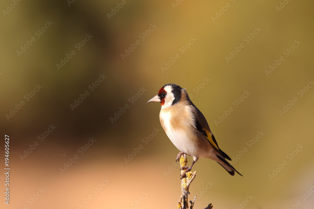 Fototapeta premium Eurasian Goldfinch