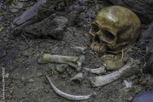 Skull and bones digged out from pit in the scary graveyard. Do not know gender, do not know the name, wait for proof of results. / Still life and art image, selective focus .