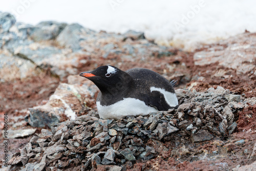 Gentoo penguin laying in nest