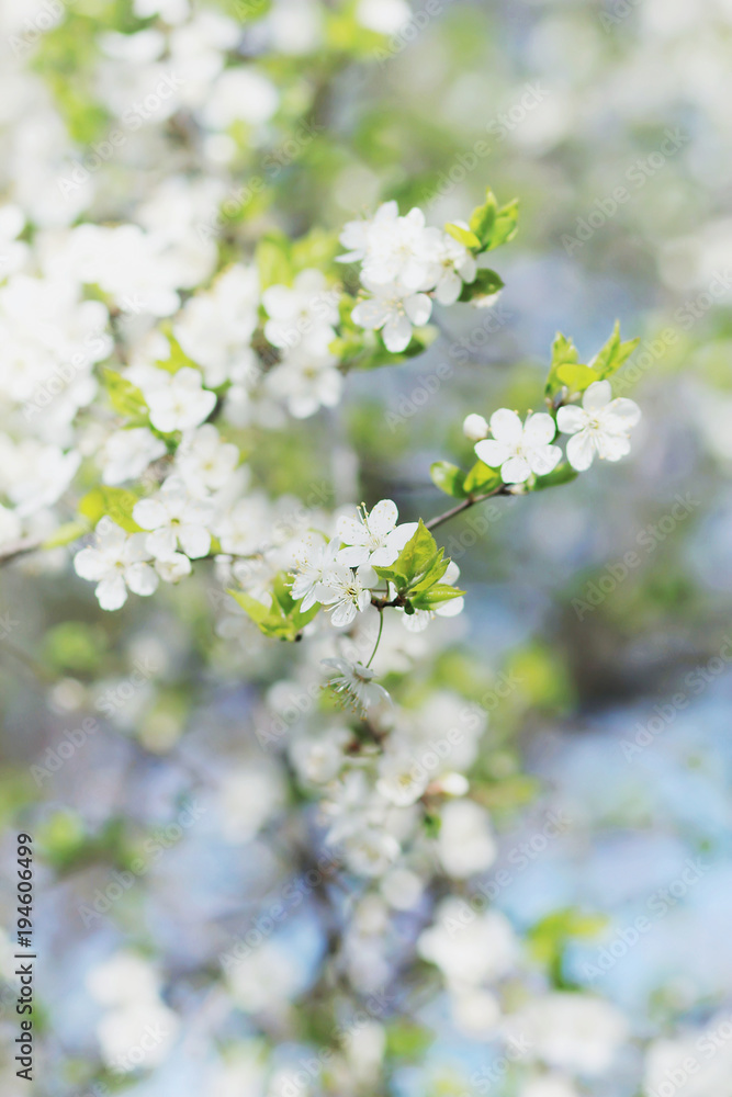 Spring flowers. Spring blossoms. White flowers. Spring flowers. Spring blossoms. White flowers.
