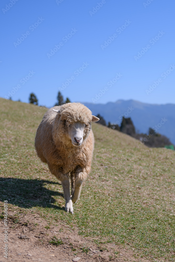 Obraz premium Sheep on the farm