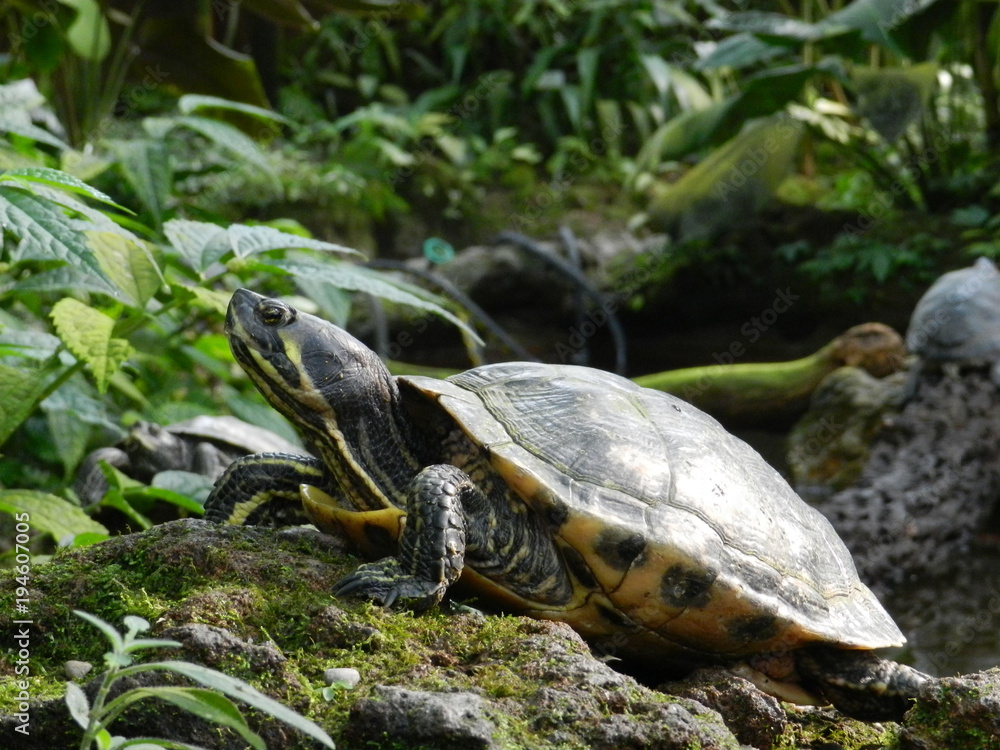 Fototapeta premium Turtle on the rocks