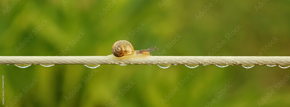 Langer Weg Schnecke auf einer Wäscheleine mit Wassertropfen - Long way snail on a clothesline with water drops  - obrazy, fototapety, plakaty 