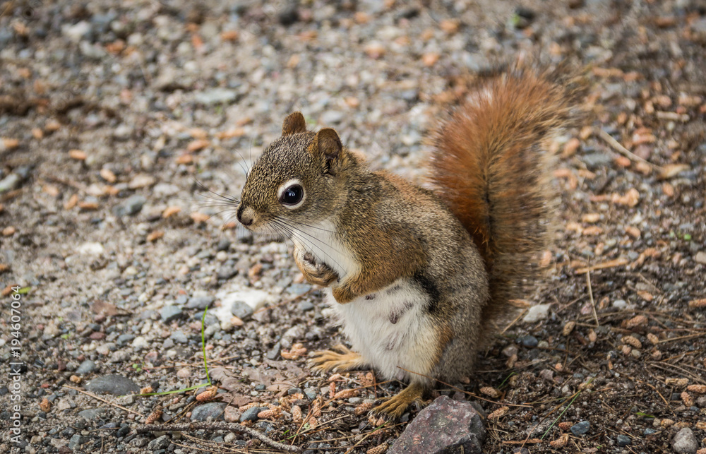 A squirell stading on hindfeet, wildlige in the nature A squirell stading on hindfeet, wildlige in the nature