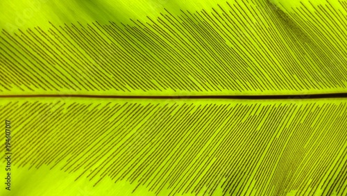 Close up green Bird s nest fern leaf nature abstract background