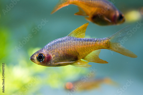 Fire Rasbora Fish (Rasboroides vaterifloris)