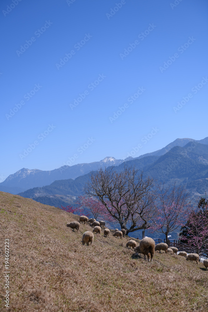 Fototapeta premium Sheep on the farm