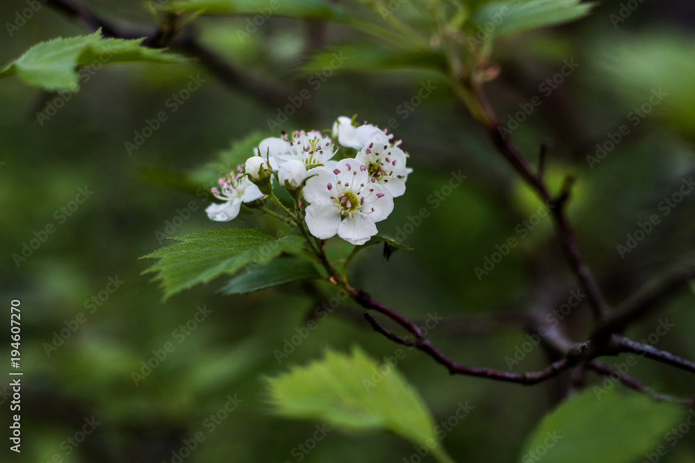 Hello spring. Apple tree's blossom. Hello spring. Apple tree's blossom.