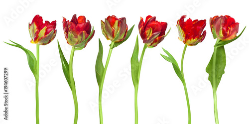 Red tulips parrot photo