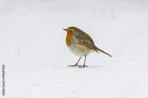 european robin in the snow, Cornwall, UK © stevie_uk