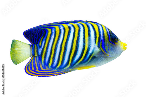 Marine fish on white isolated background with clipping path. Regal Angelfish (Pygoplites diacanthus)