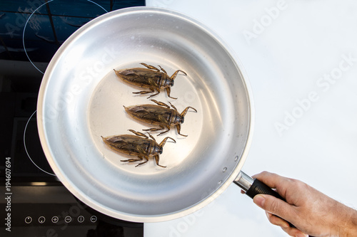 Preparation of edible insects on a cooktop. Fried Giant Water Bug - Lethocerus indicus in a pan.