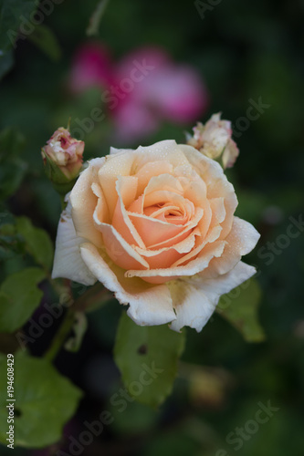 Closeup of an isolated orange rose with raindrops on its petals  taken in spring