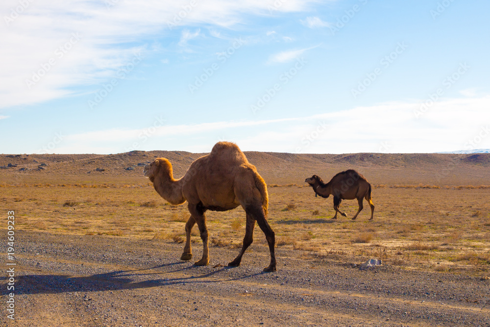 Camels in the Steppe and Mountains Camels in the Steppe and Mountains