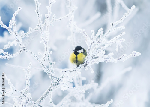 cute little chickadee bird sitting among the tree branches covered with cold snow flakes and crystals of frost