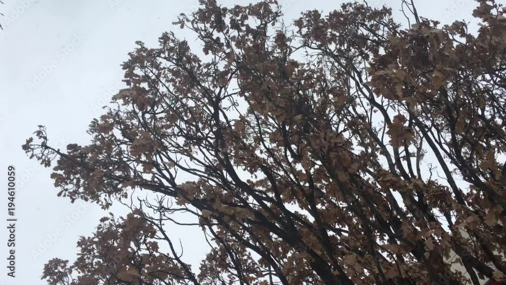 Wind and snow berate a hibernating Garry Oak tree in the city during a snowstorm in Canada Wind and snow berate a hibernating Garry Oak tree in the city during a snowstorm in Canada