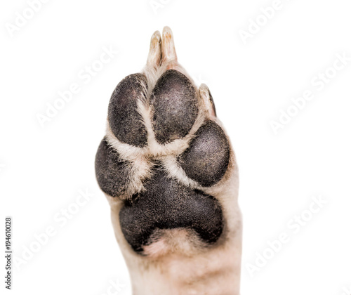 Fototapeta Naklejka Na Ścianę i Meble -  Close-up of white and black dog paw isolated on white background