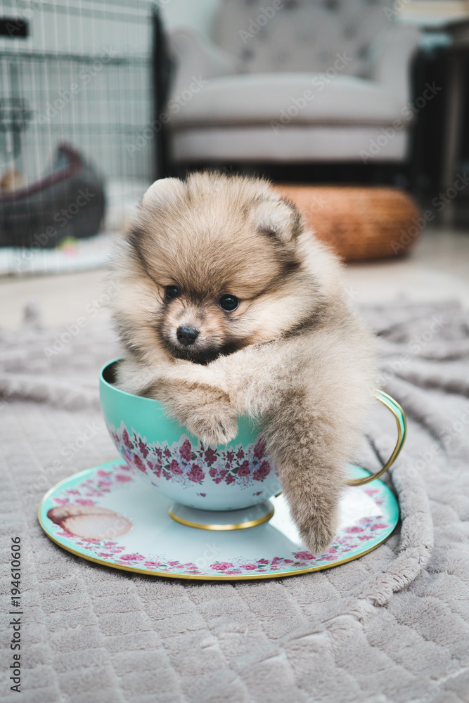 Pomeranian teacup puppy Photos | Adobe Stock