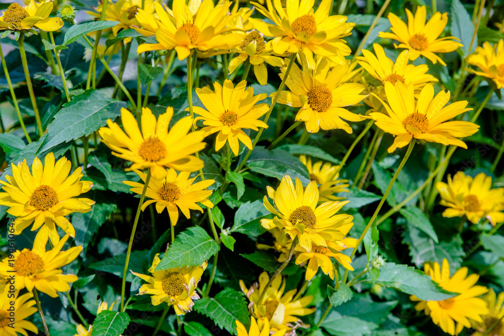 A yellow daisy blooms in the country garden A yellow daisy blooms in the country garden