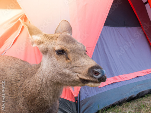 Fototapeta Naklejka Na Ścianę i Meble -  Big brown friendly deer.Lying near the tent.Of tourists.In Phu Kradueng National Park, Loei..Thailand.To find food from people nearby.