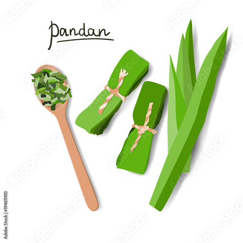 Vector illustration of pandan leaves, shredded pandan spices in wooden spoon and wrapped leaves
