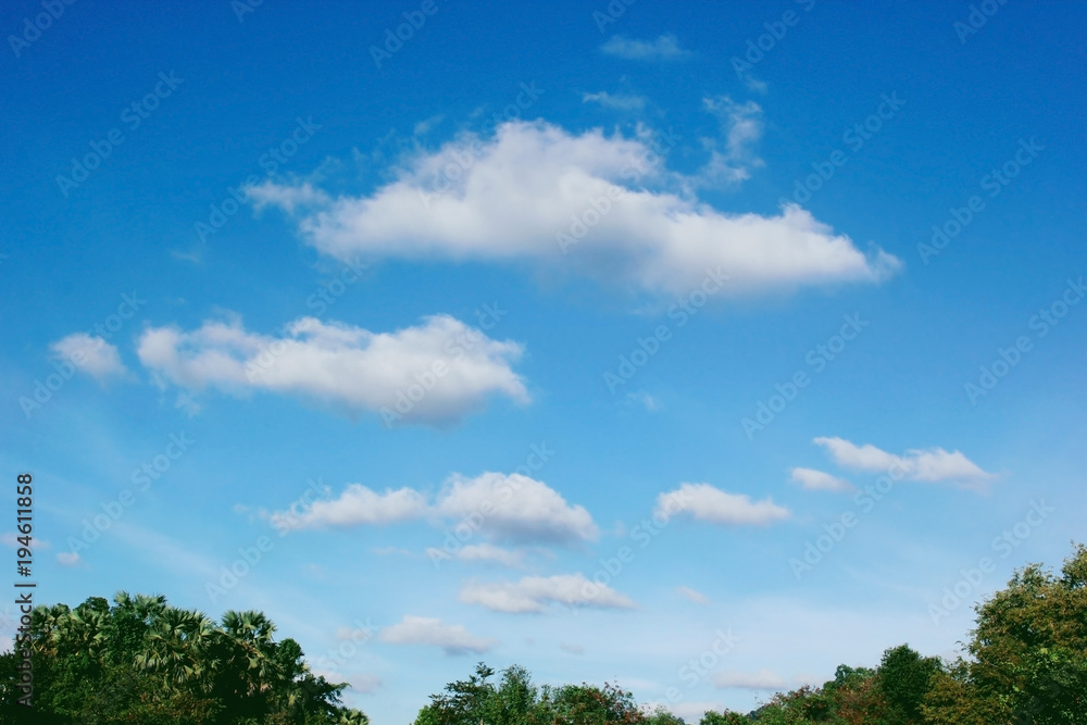 Clouds and sky above trees