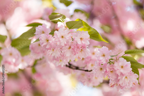 Blossoming cherry branch. Beautiful spring background © Olha Sydorenko