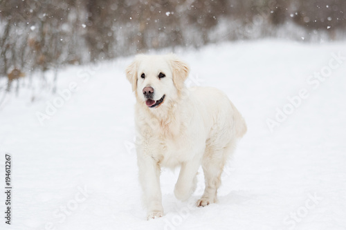 golden retriever dog in winter park