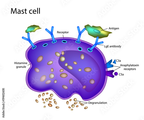Mast Cell Activation Syndrome. White blood cell