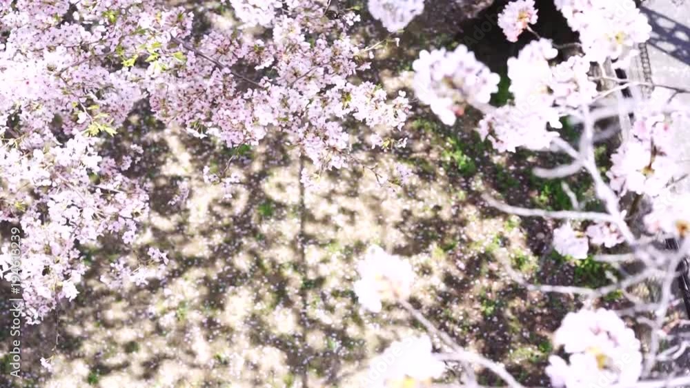 真上から見た満開の桜の花(ハイアングル・木漏れ日) 真上から見た満開の桜の花(ハイアングル・木漏れ日)