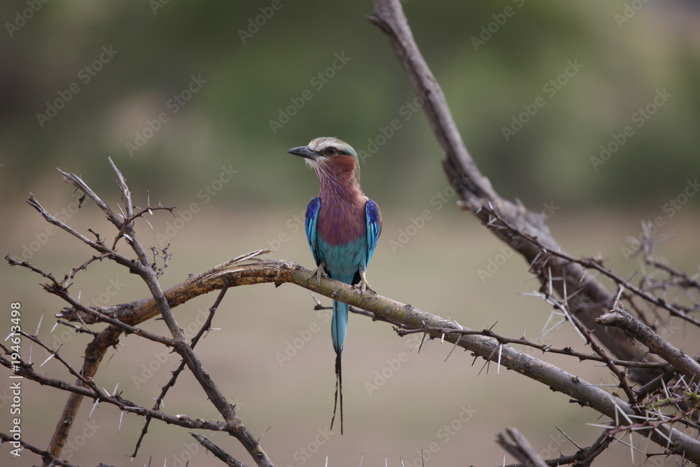 Wild African Bird in African Botswana savannah Wild African Bird in African Botswana savannah
