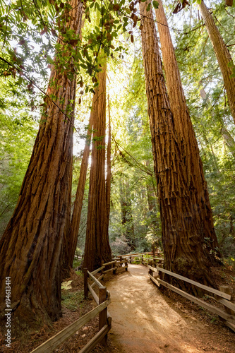 Fototapeta Naklejka Na Ścianę i Meble -  Trail through redwoods in Muir Woods National Monument near San Francisco, California, USA