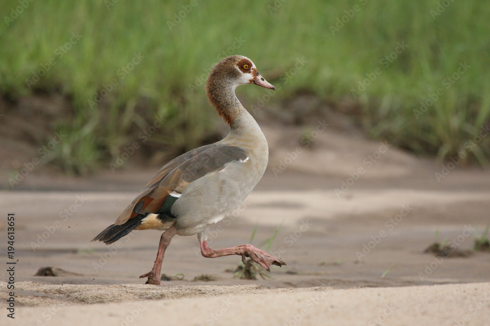 Wild African Bird in African Botswana savannah Wild African Bird in African Botswana savannah