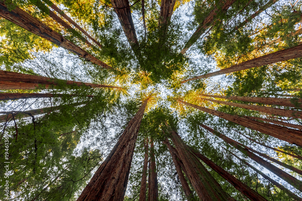 Obraz premium Redwoods w Muir drewien Krajowym zabytku blisko San Fransisco, Kalifornia, usa