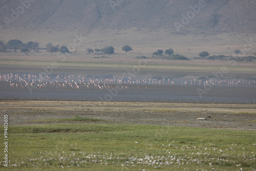 Wild African Bird  in African Botswana savannah