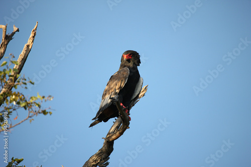 Wild African Bird  in African Botswana savannah © Valerijs Novickis